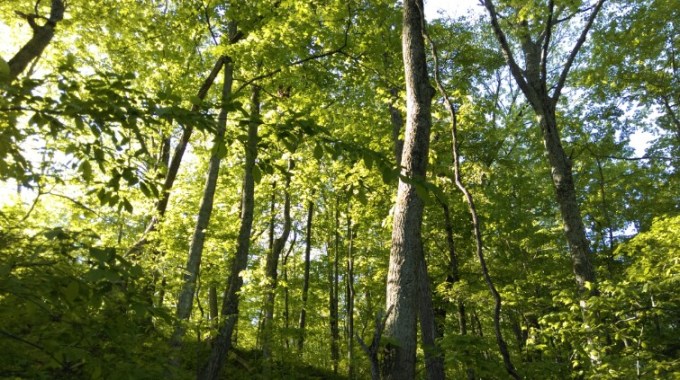 smart phone trees 054